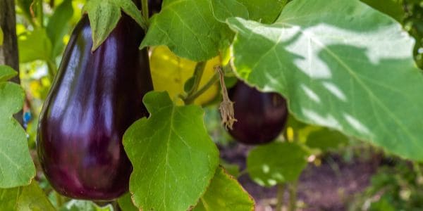 Eggplant is a fruit starting with e
