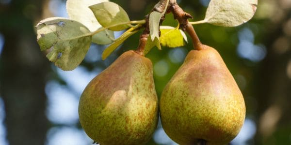 European Pear is a fruit starting with e