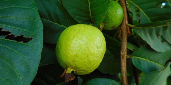 Evergreen Guava is a fruit starting with e