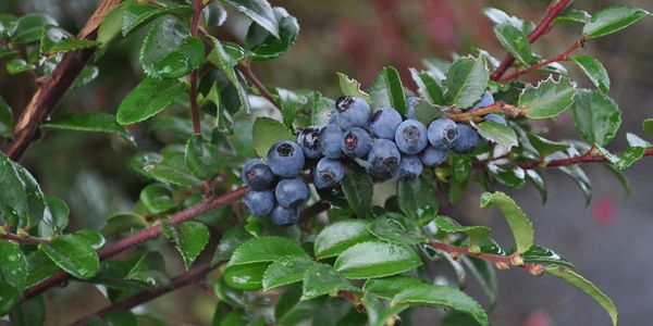 Evergreen Huckleberry is a fruit starting with e
