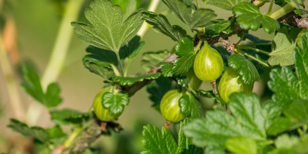 Gooseberry Bush is a fruit starting with g