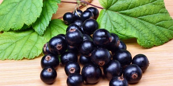 Grosella Negra is a fruit starting with g