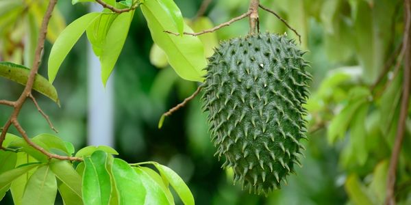 Guanabana Fruit is a fruit starting with g