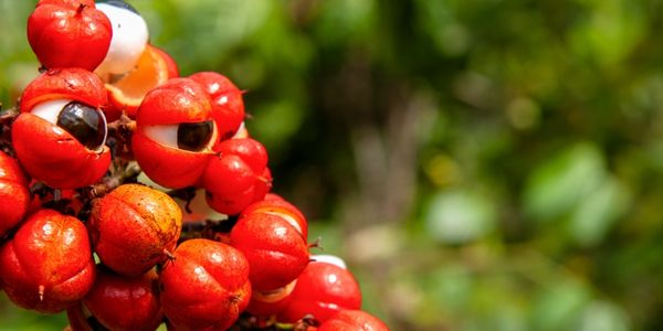 Guarana is a fruit that start with g