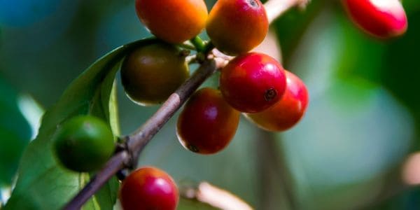 Guatemala Cherry is a fruit that starts with g