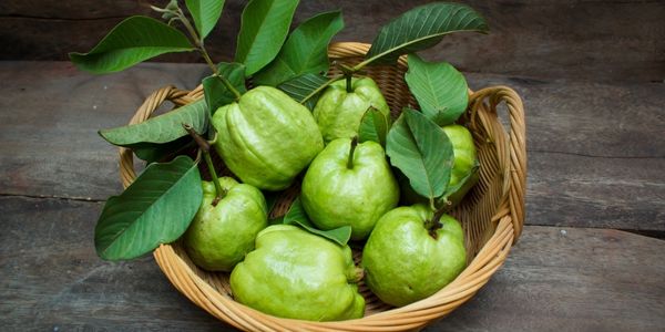 guava berry is a fruit starting with g