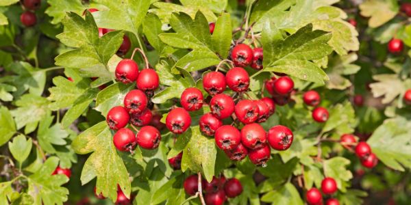 Hawthorn Berry is a fruit starting with h