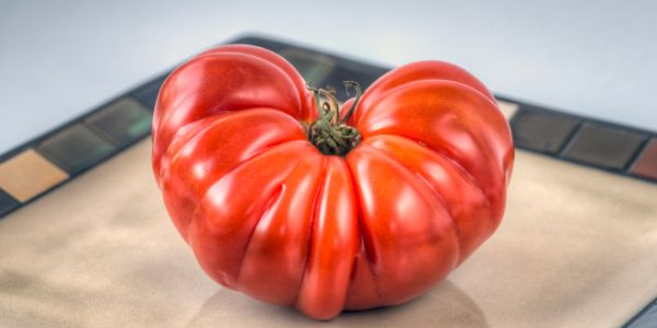 Heirloom Tomato is a fruit starting with h