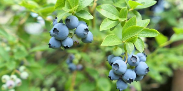 Highbush Blueberryis a fruit starting with H