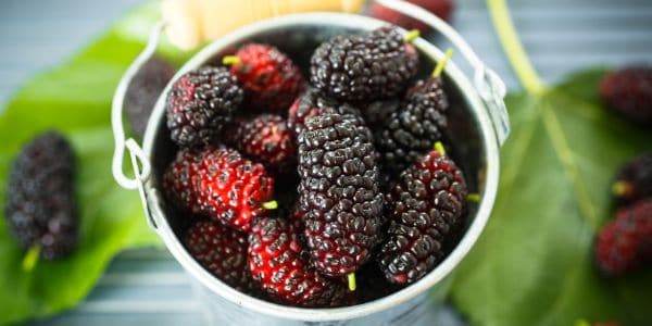 Himalayan Mulberry is a fruit starting with H