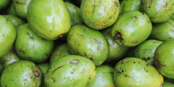 Hog Plum is a fruit starting with H