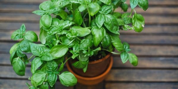 basil-Substitutes For Thyme