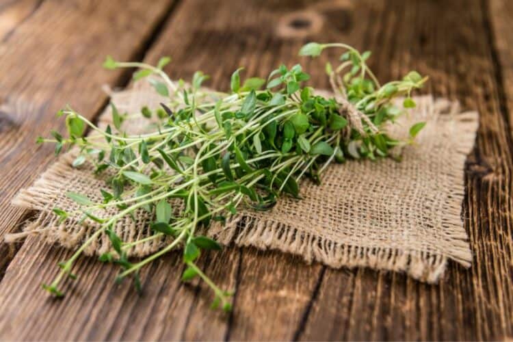 11 Best Substitutes For Thyme