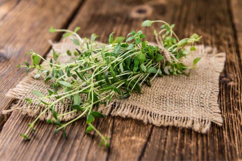 thyme substitutes
