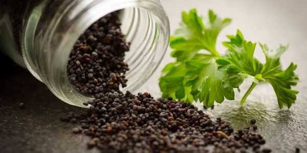 Black Pepper - Substitutes For Chili Powder