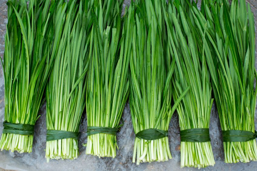 Substitutes For Chives